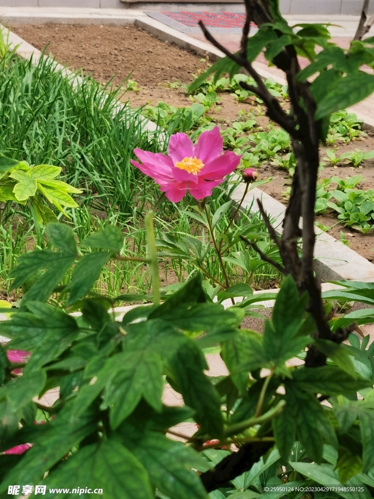 芍药