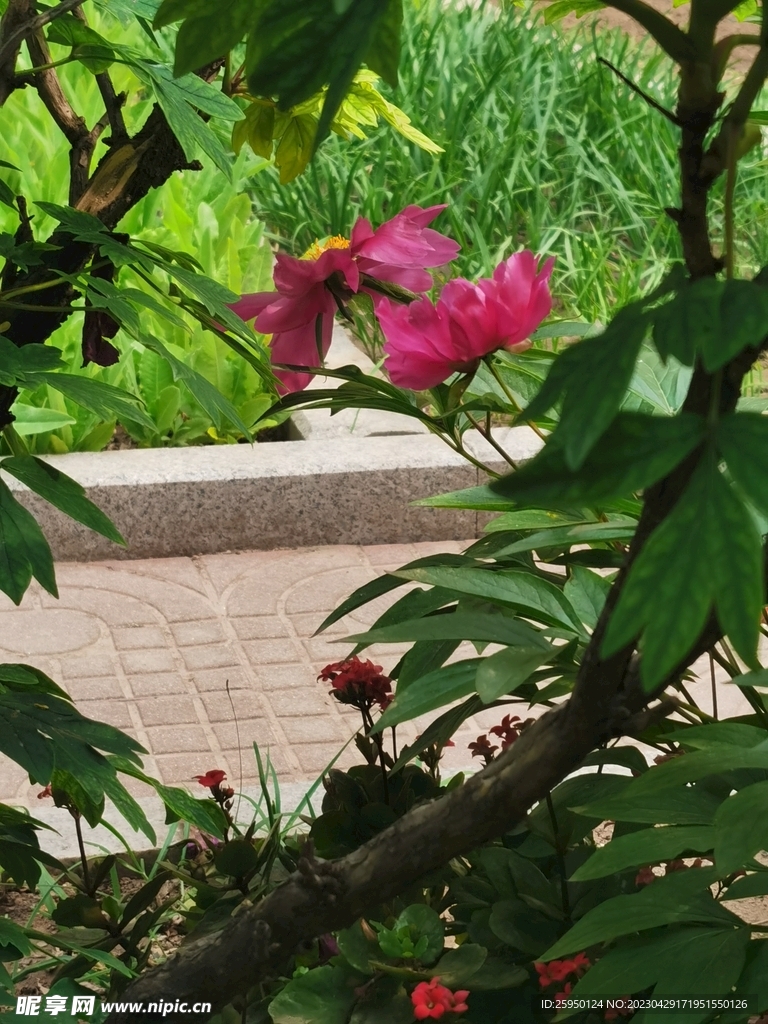 芍药