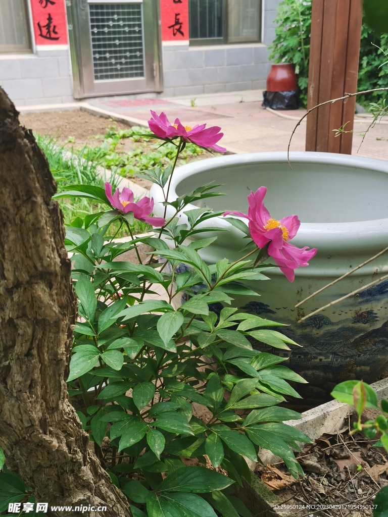 芍药
