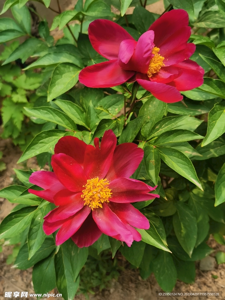 芍药 