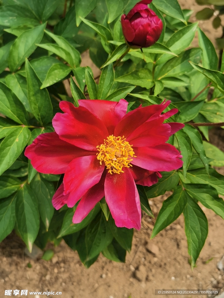 芍药 