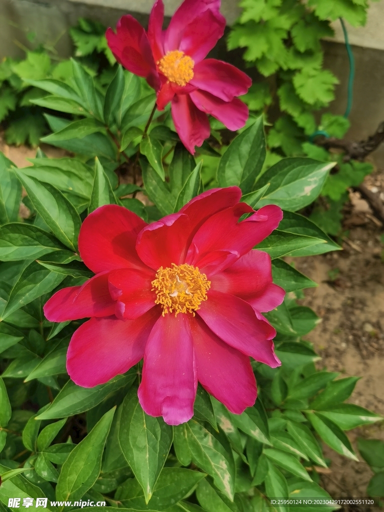 芍药