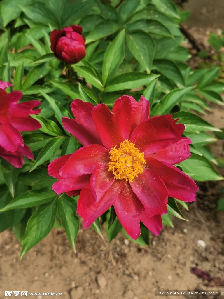 芍药