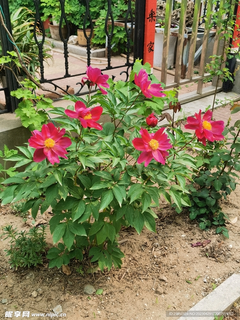 芍药 