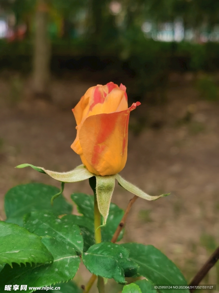 玫瑰花