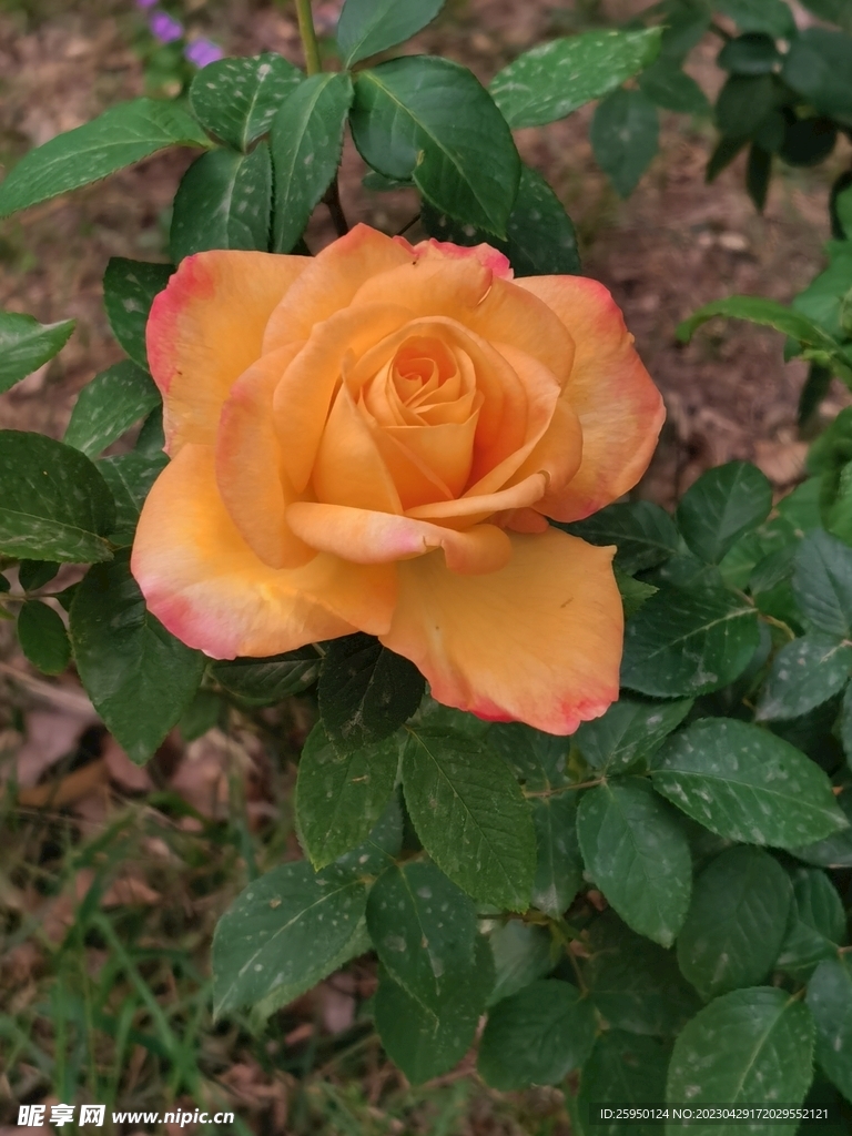 玫瑰花