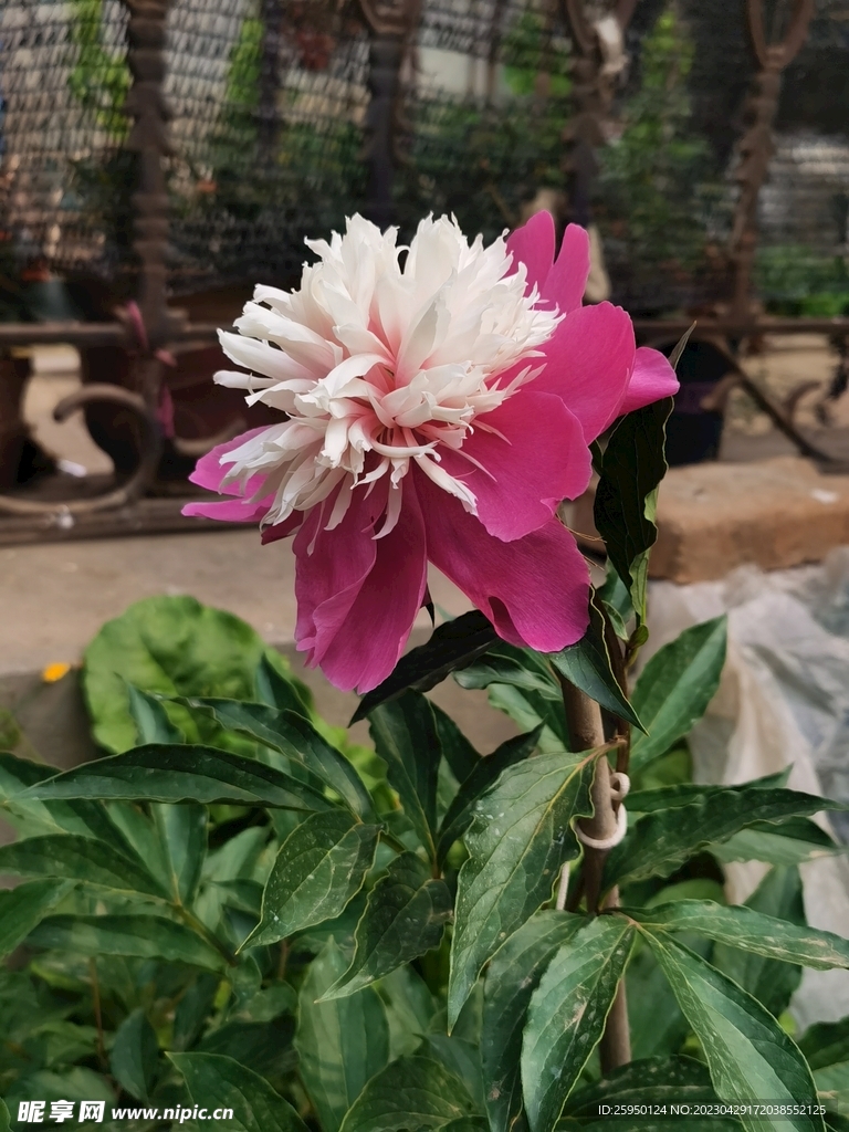 芍药