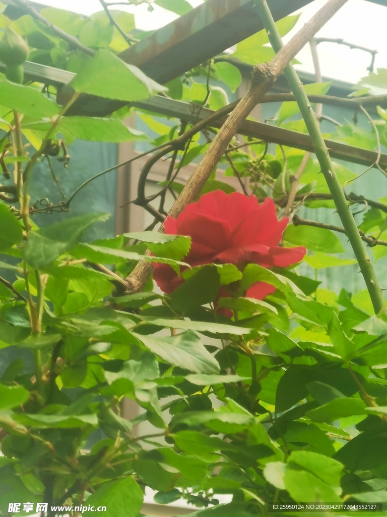 玫瑰花