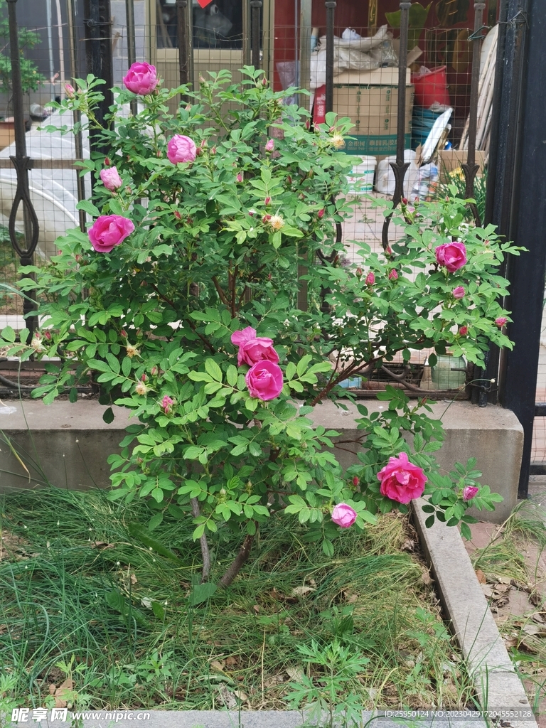 玫瑰