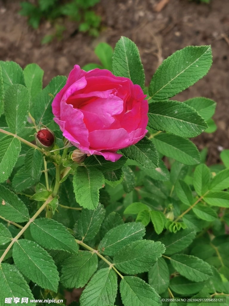 玫瑰花