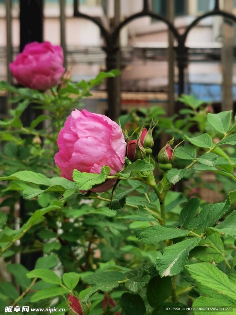 玫瑰花