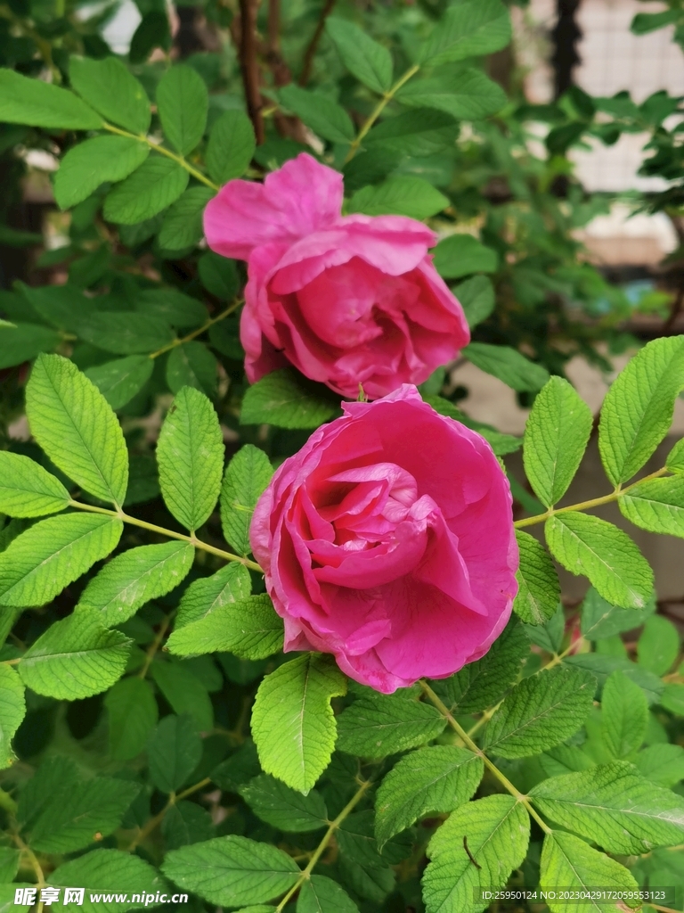 玫瑰花