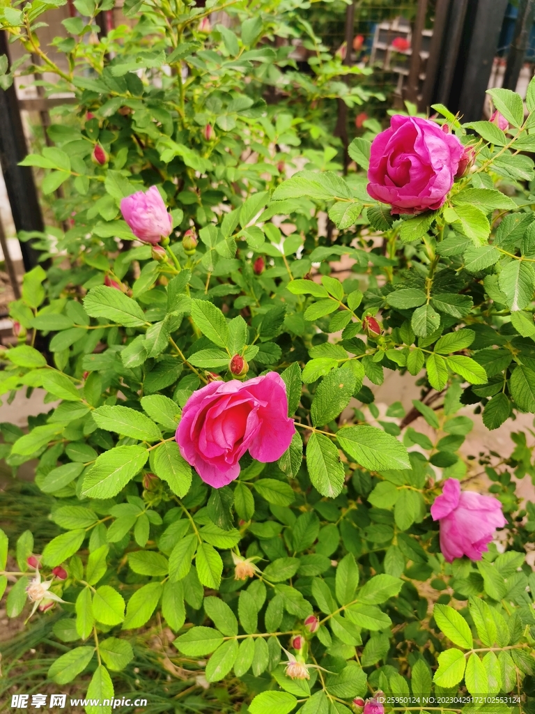 玫瑰花