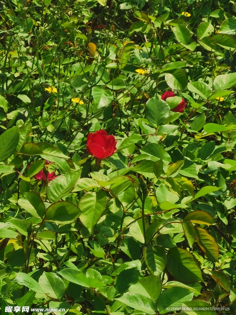 玫瑰花