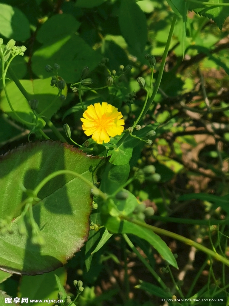 苦菜花