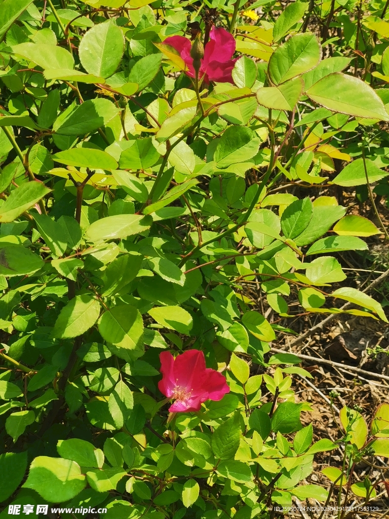 玫瑰花