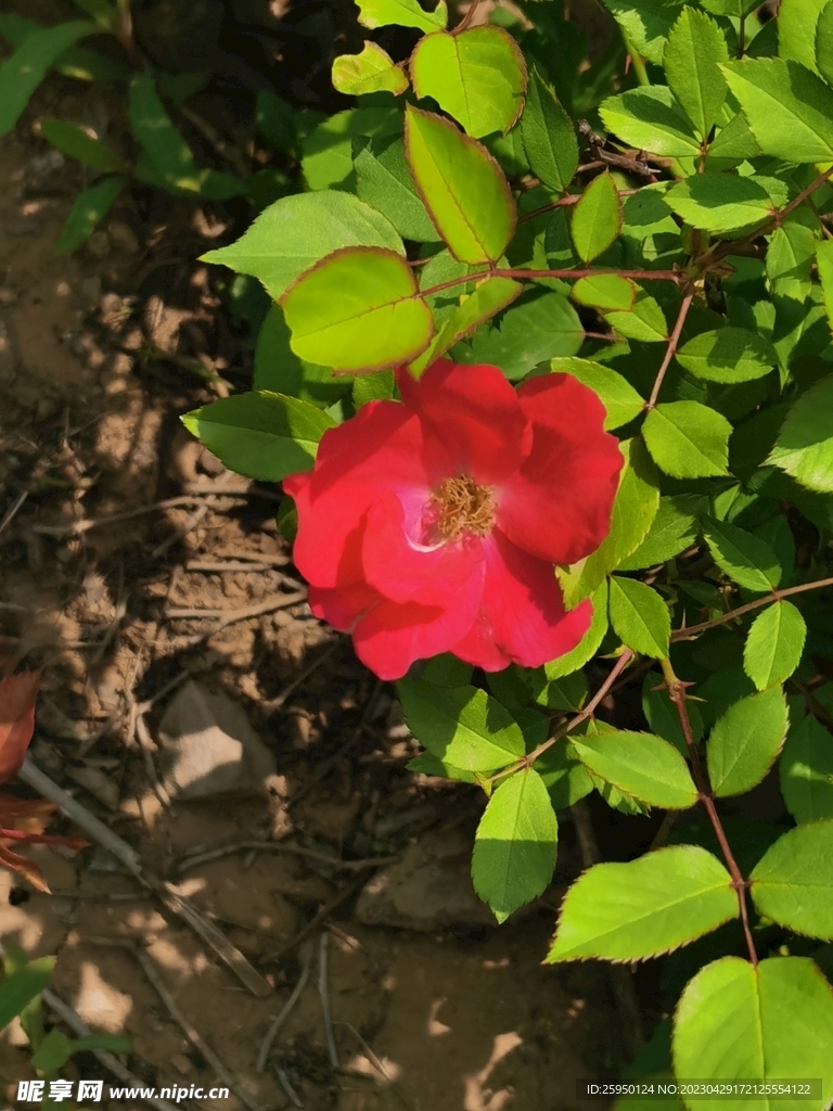 玫瑰花