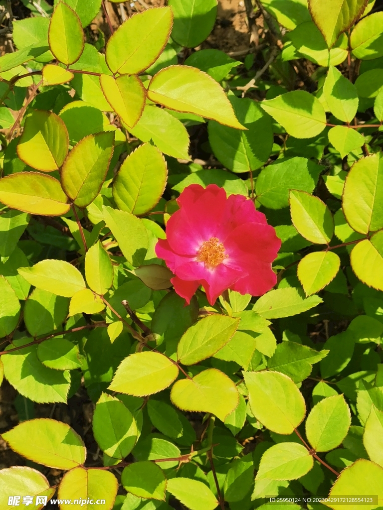 玫瑰花