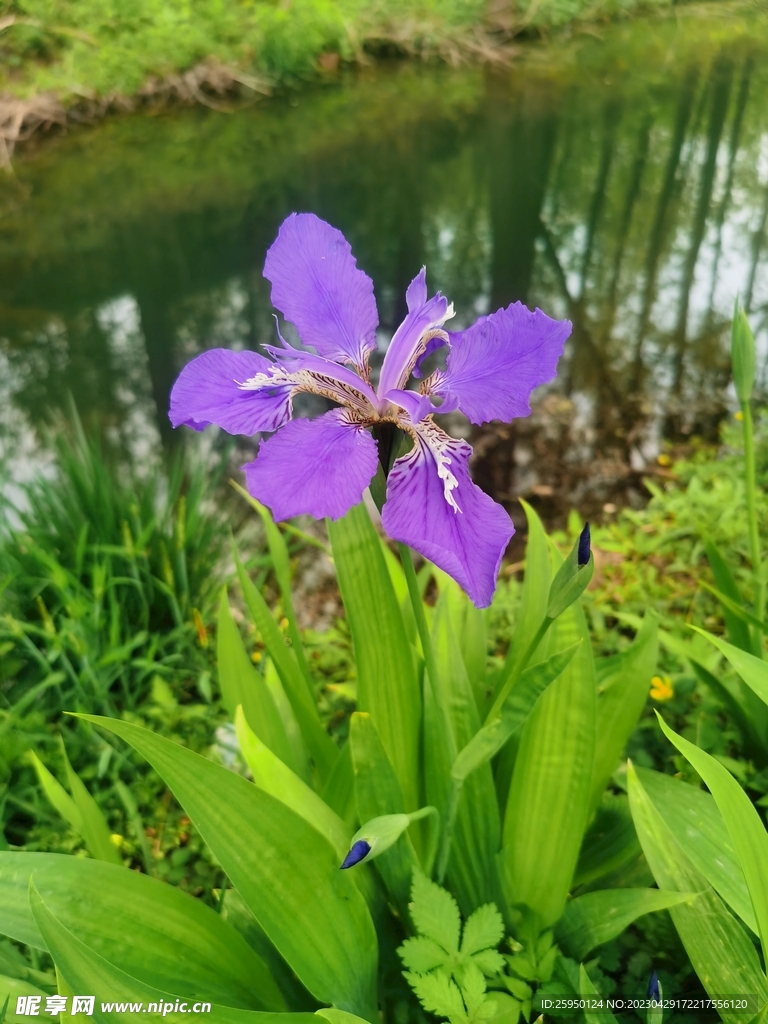 鸢尾花