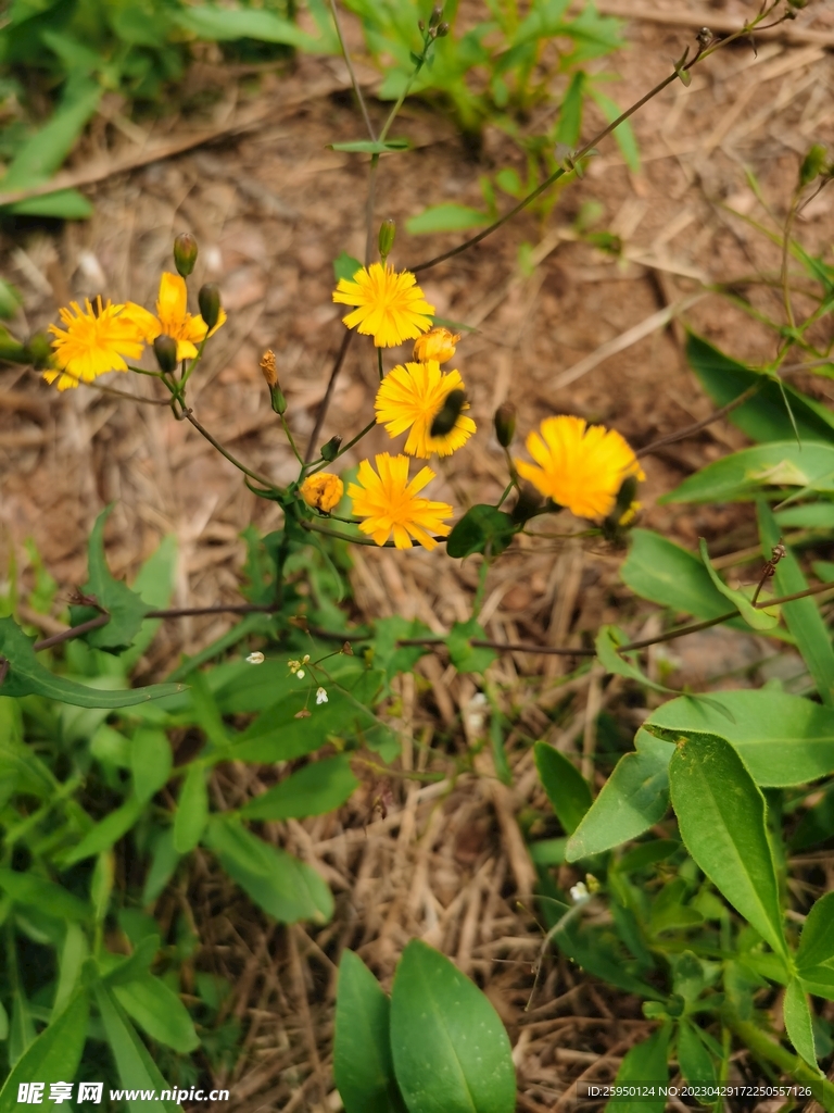 苦菜花