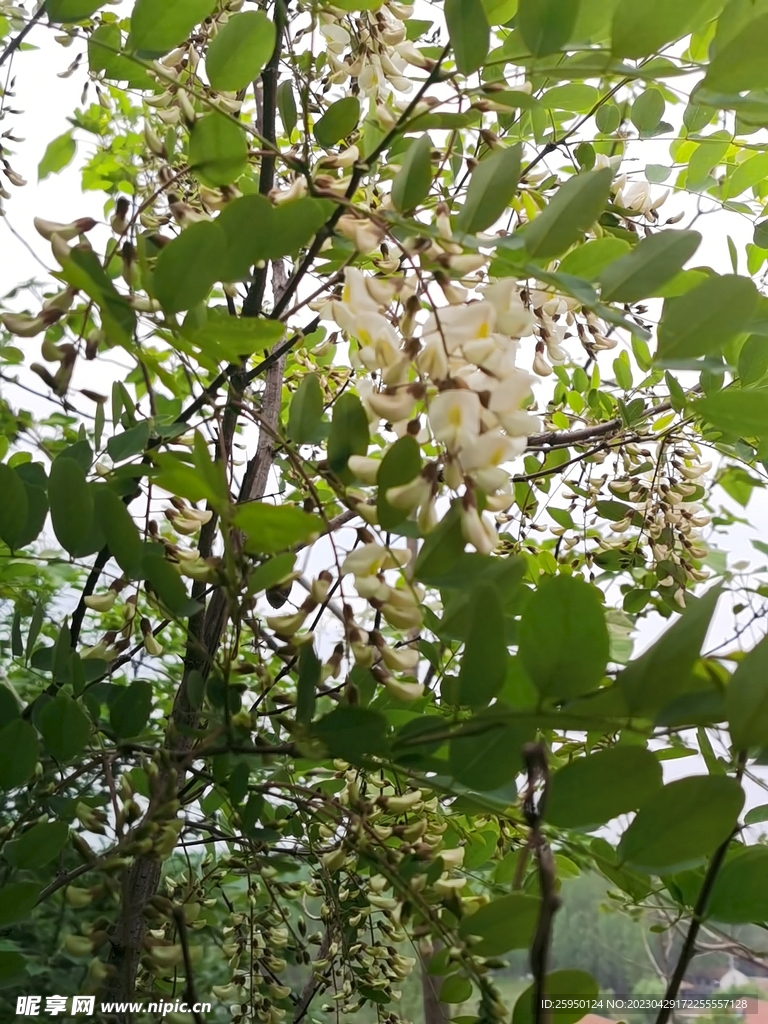 槐花 