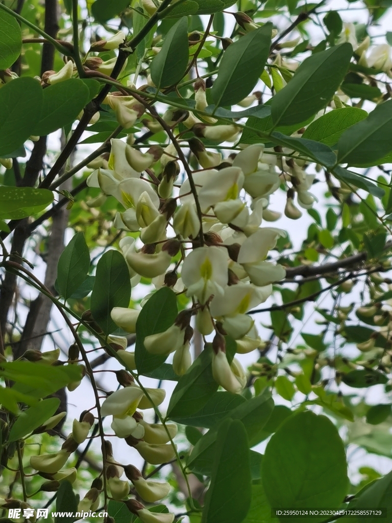槐花