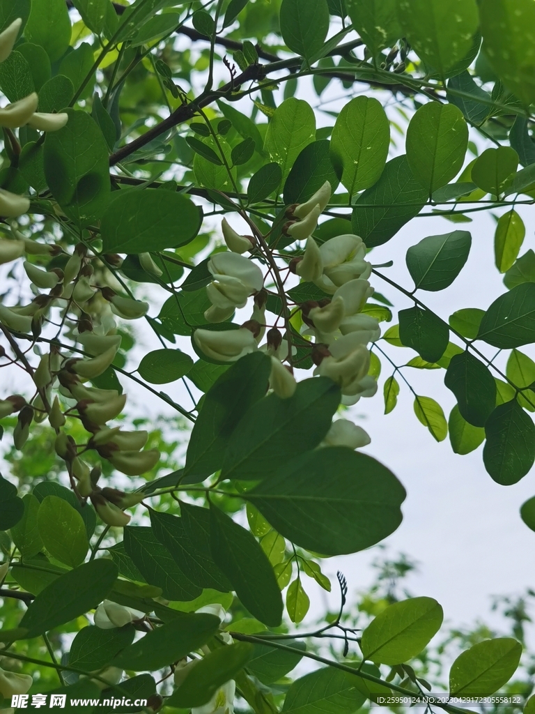 槐花