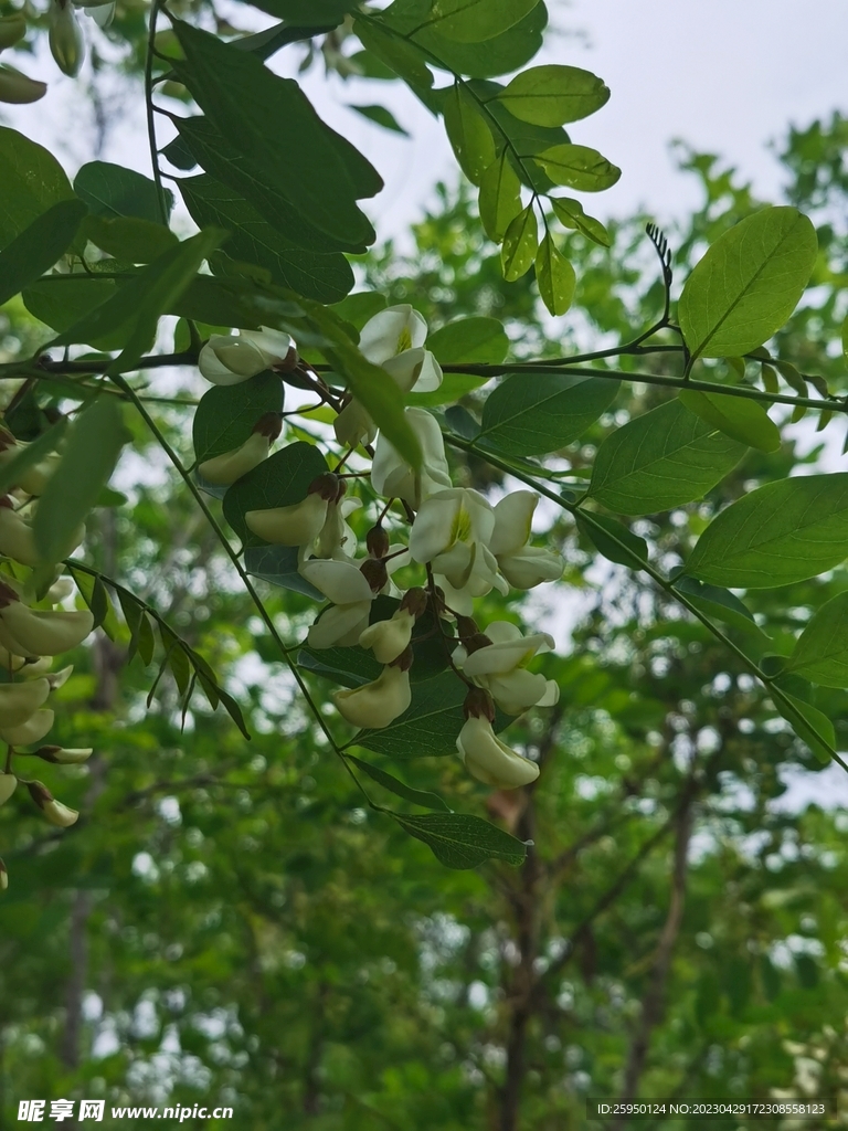 槐花