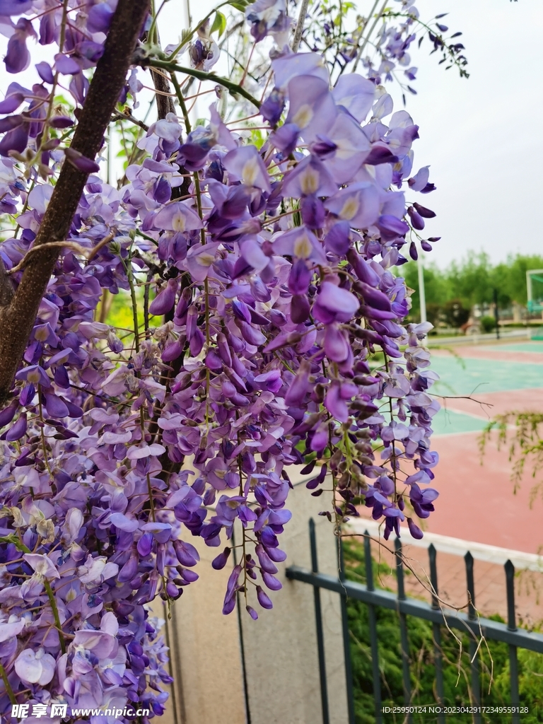 紫藤