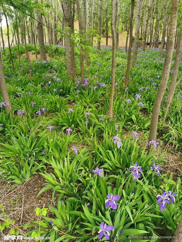 鸢尾花