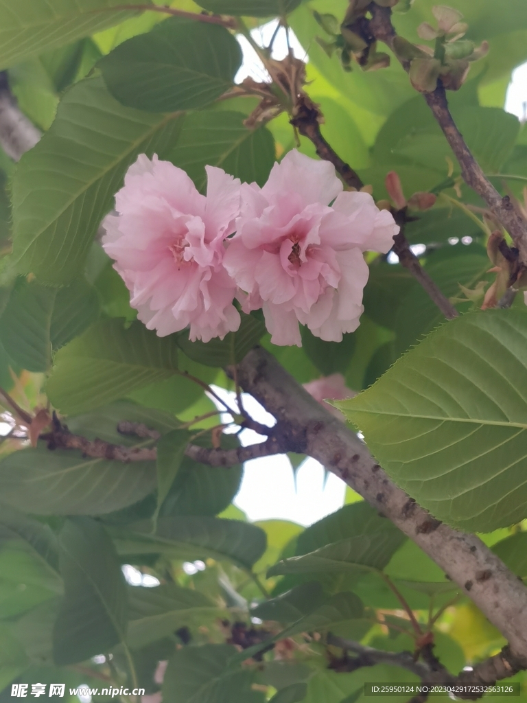 樱花