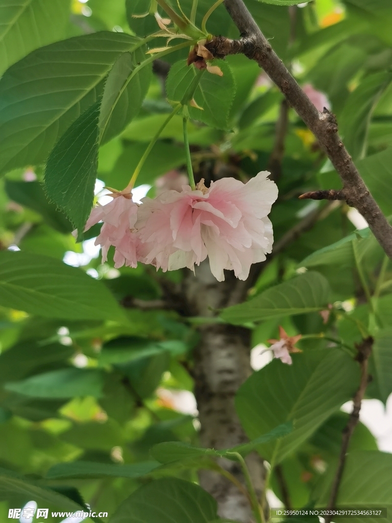 樱花