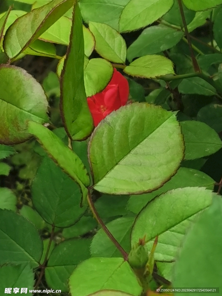 玫瑰花