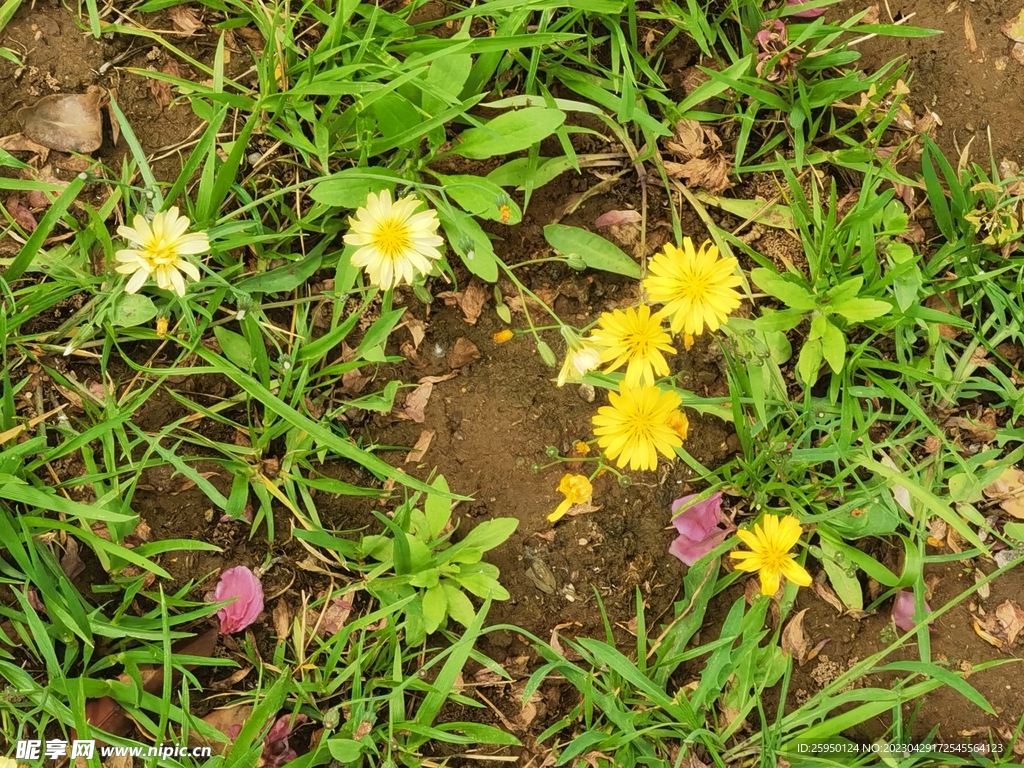 苦菜花
