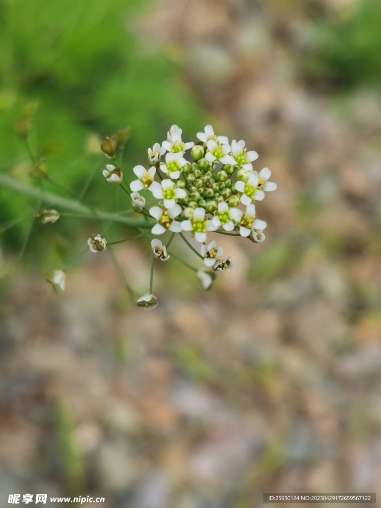 荠菜