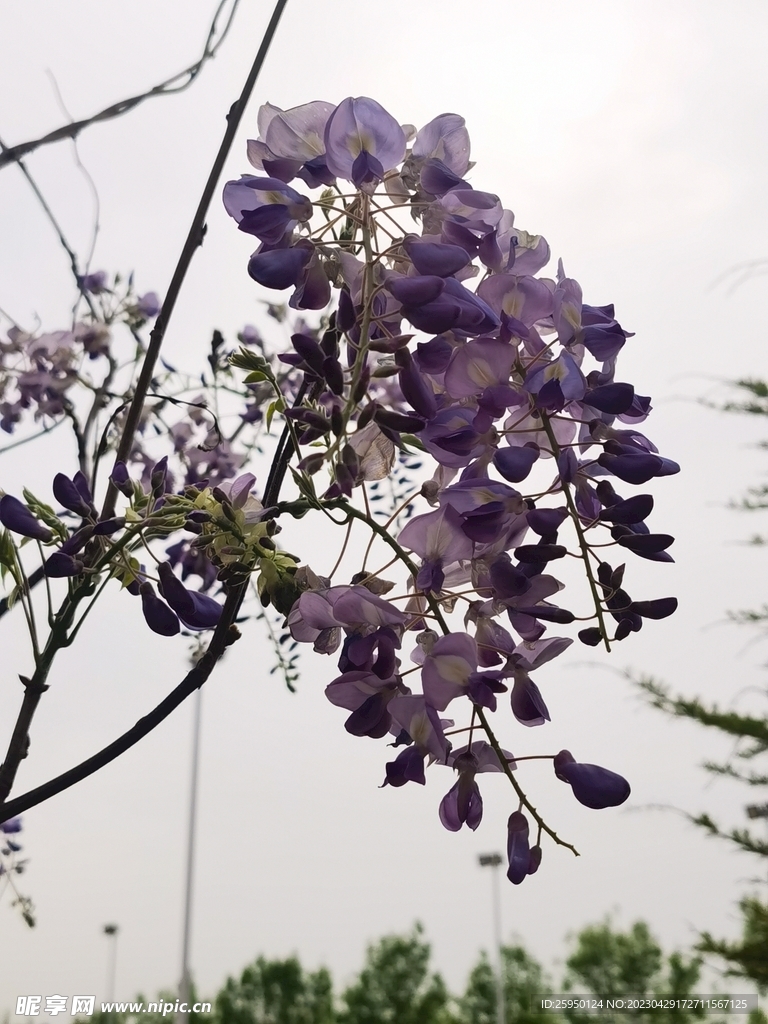 紫藤花