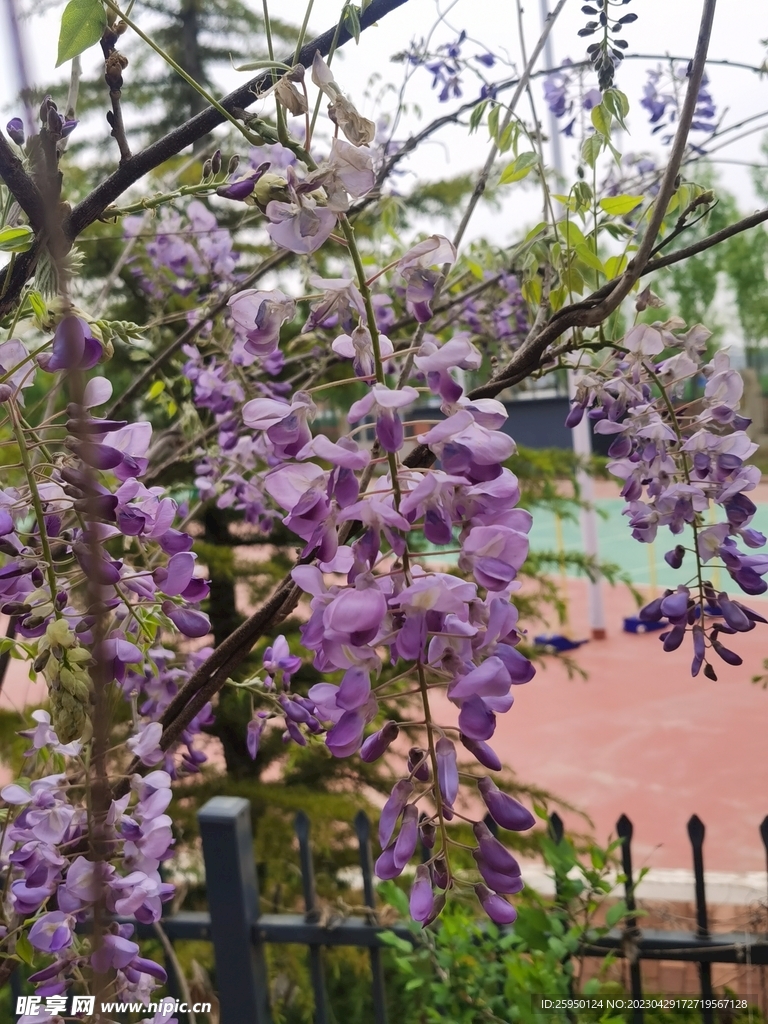 紫藤花