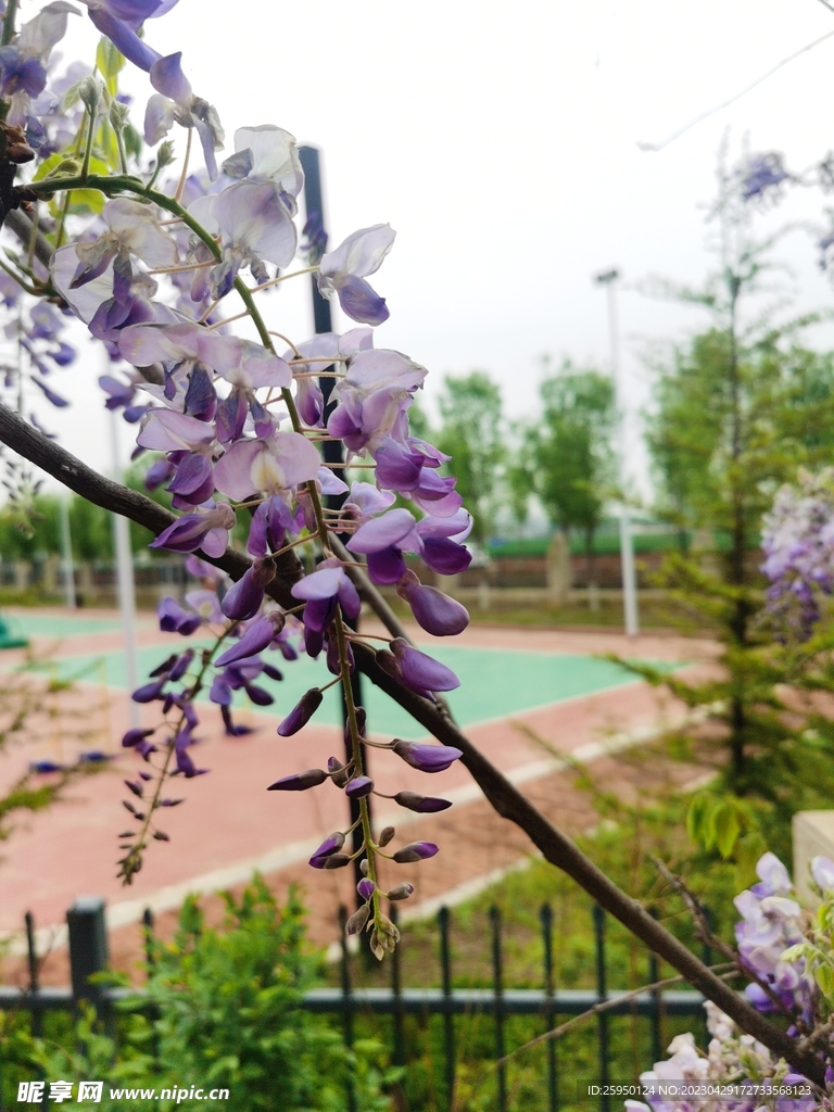 紫藤花