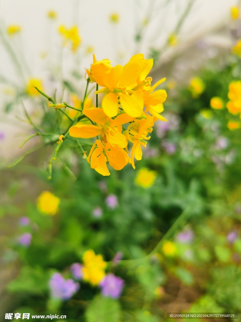 油菜花