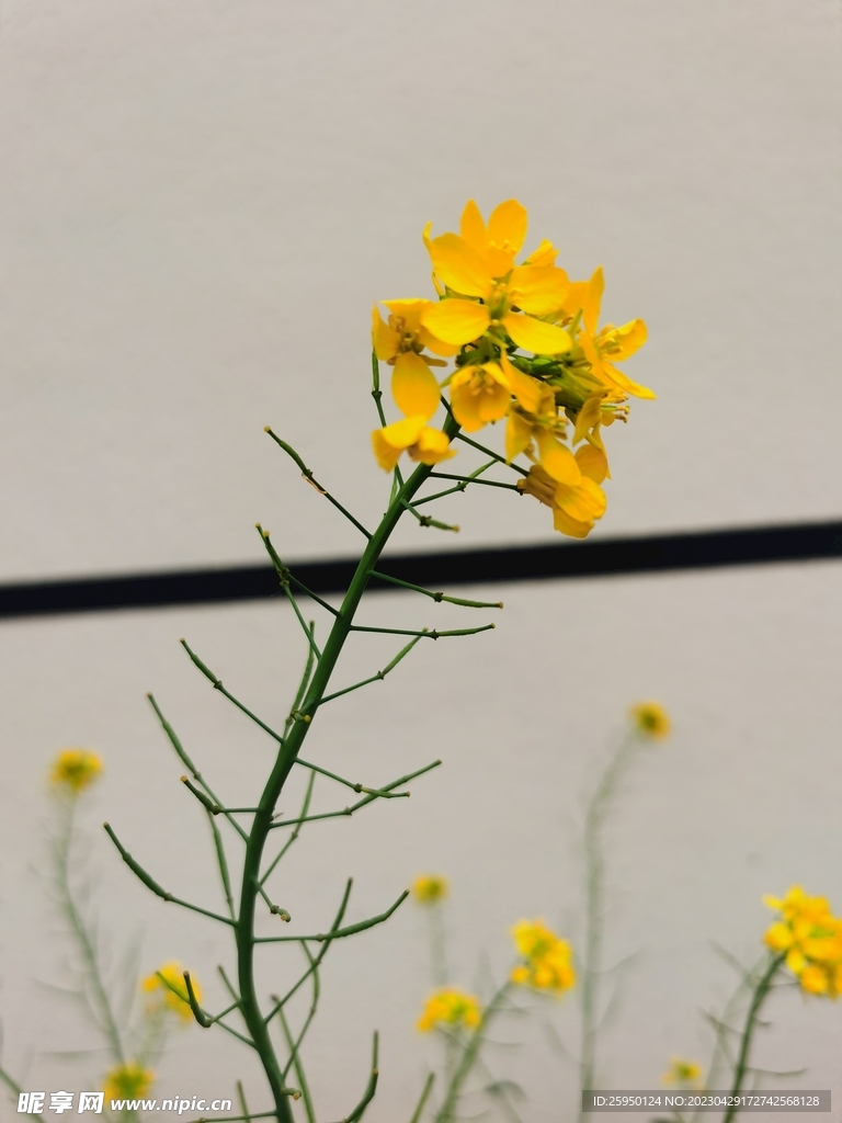  油菜花