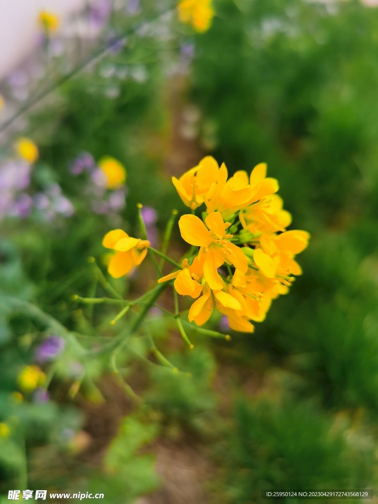 油菜花