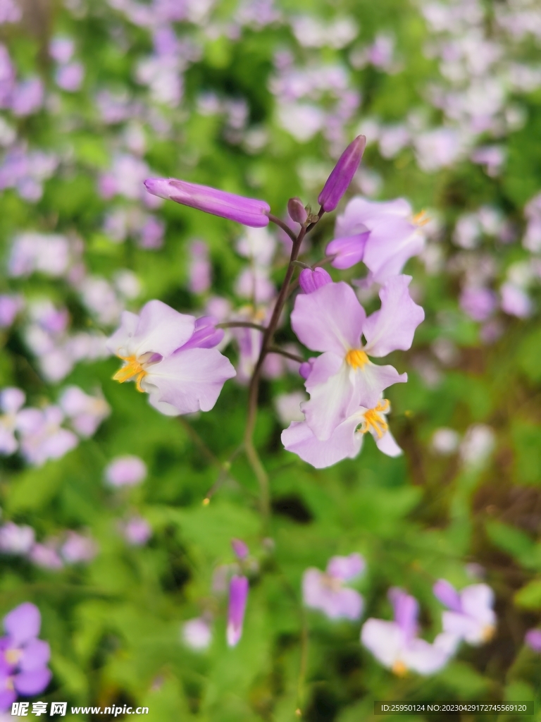 诸葛菜