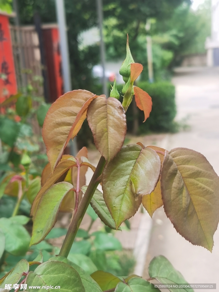 玫瑰花花苞