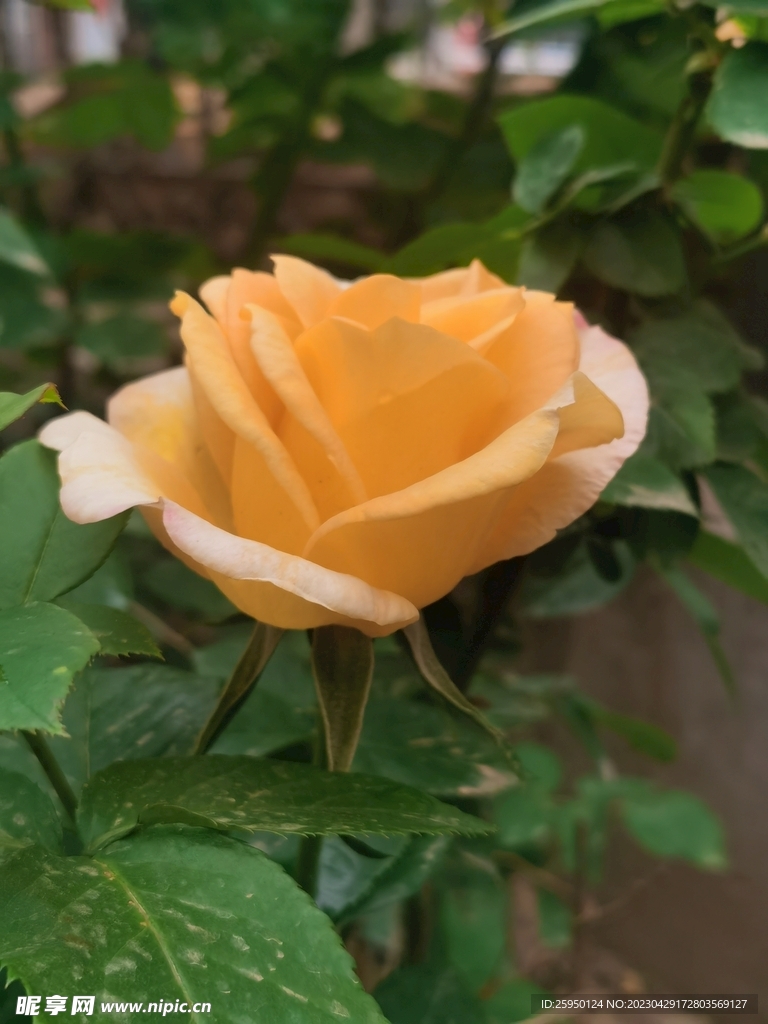 玫瑰花