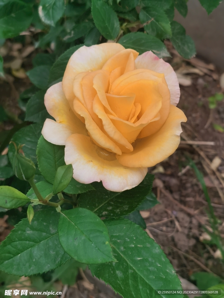 玫瑰花