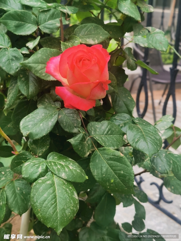 玫瑰花
