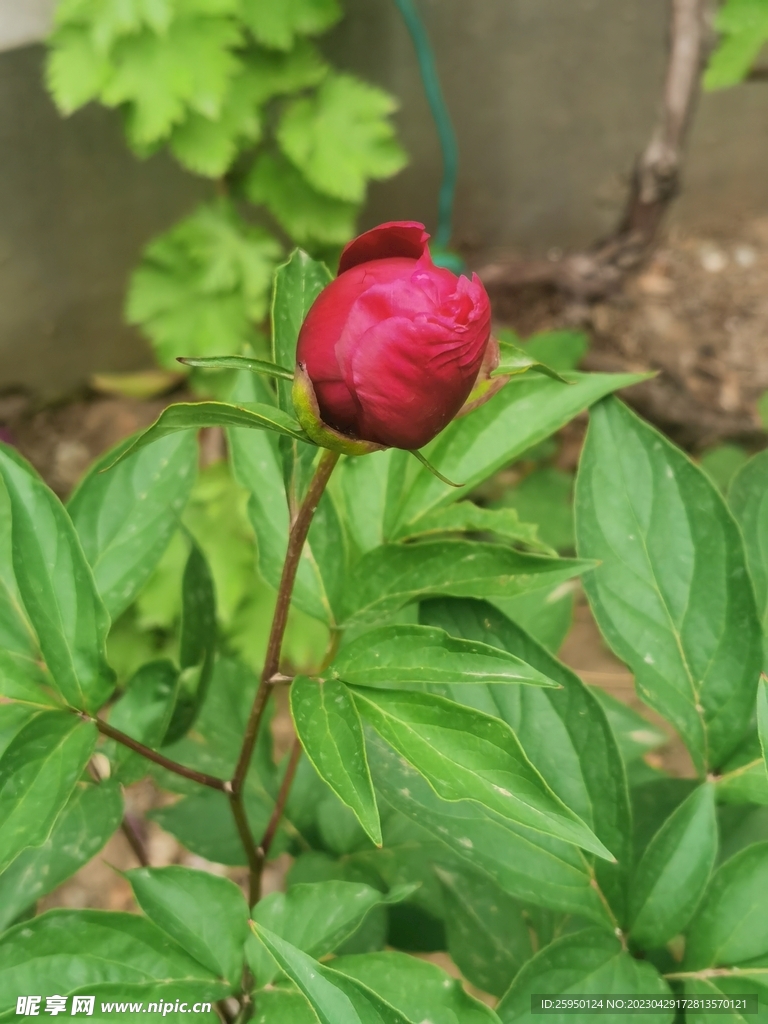芍药