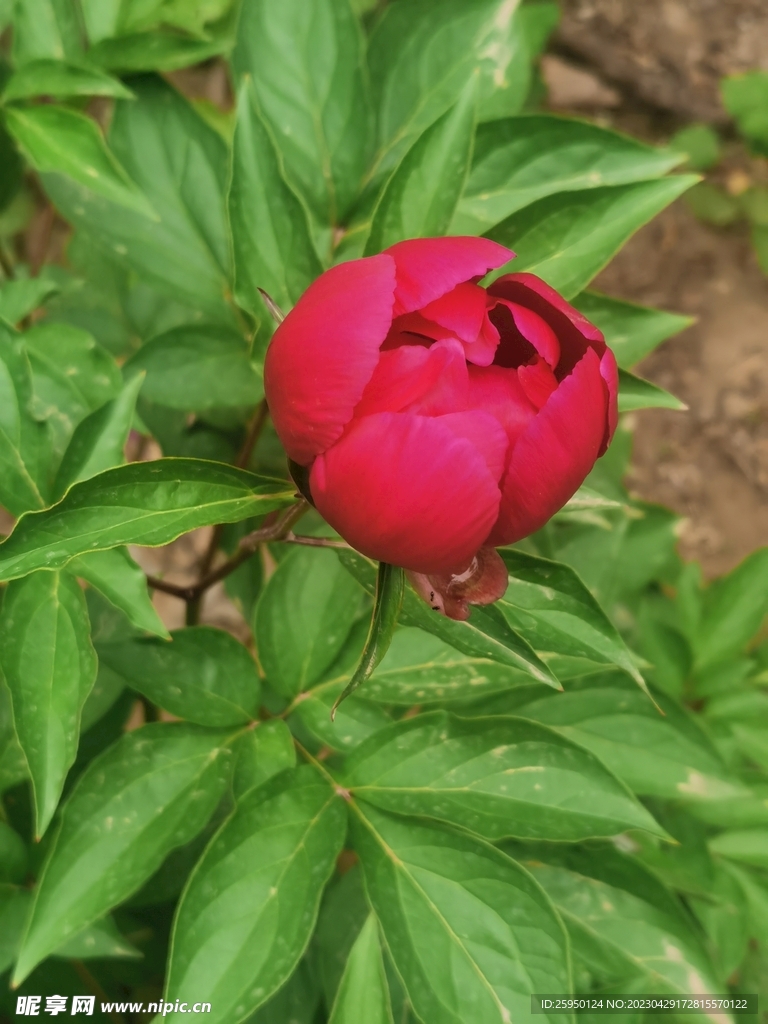 芍药