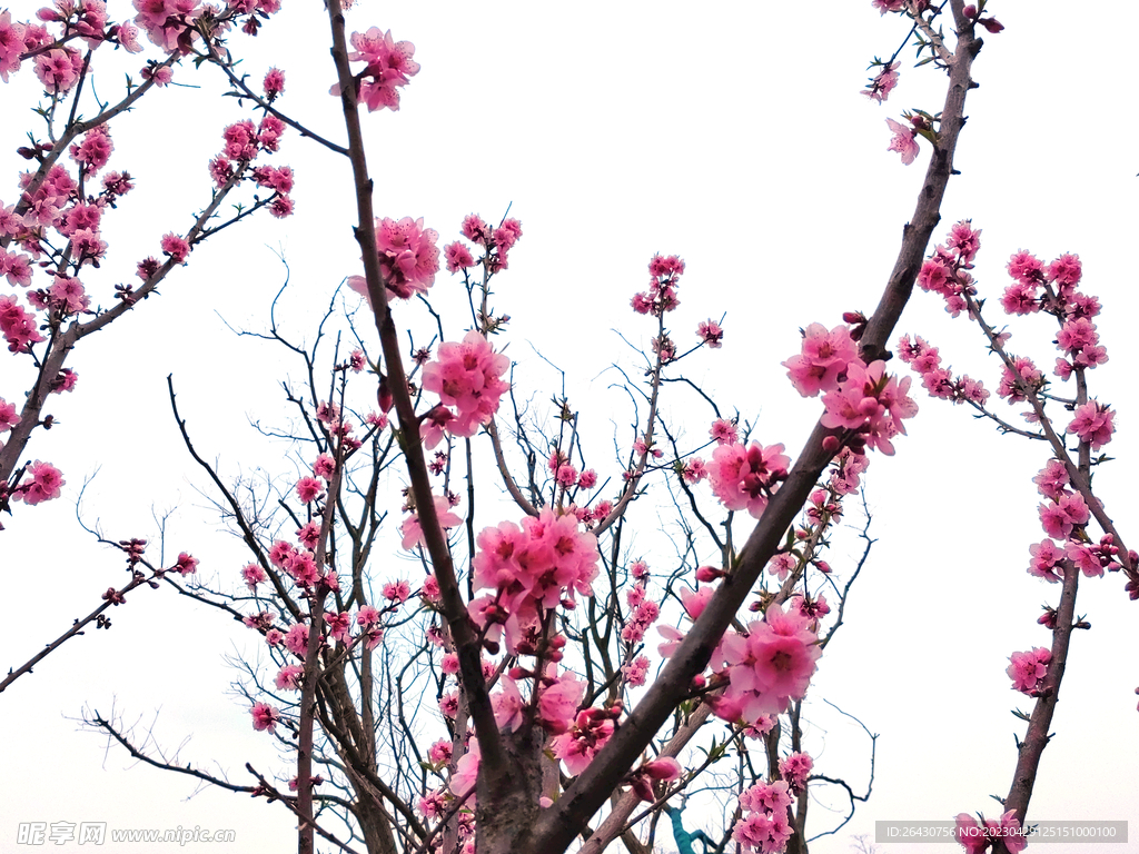 红色桃花