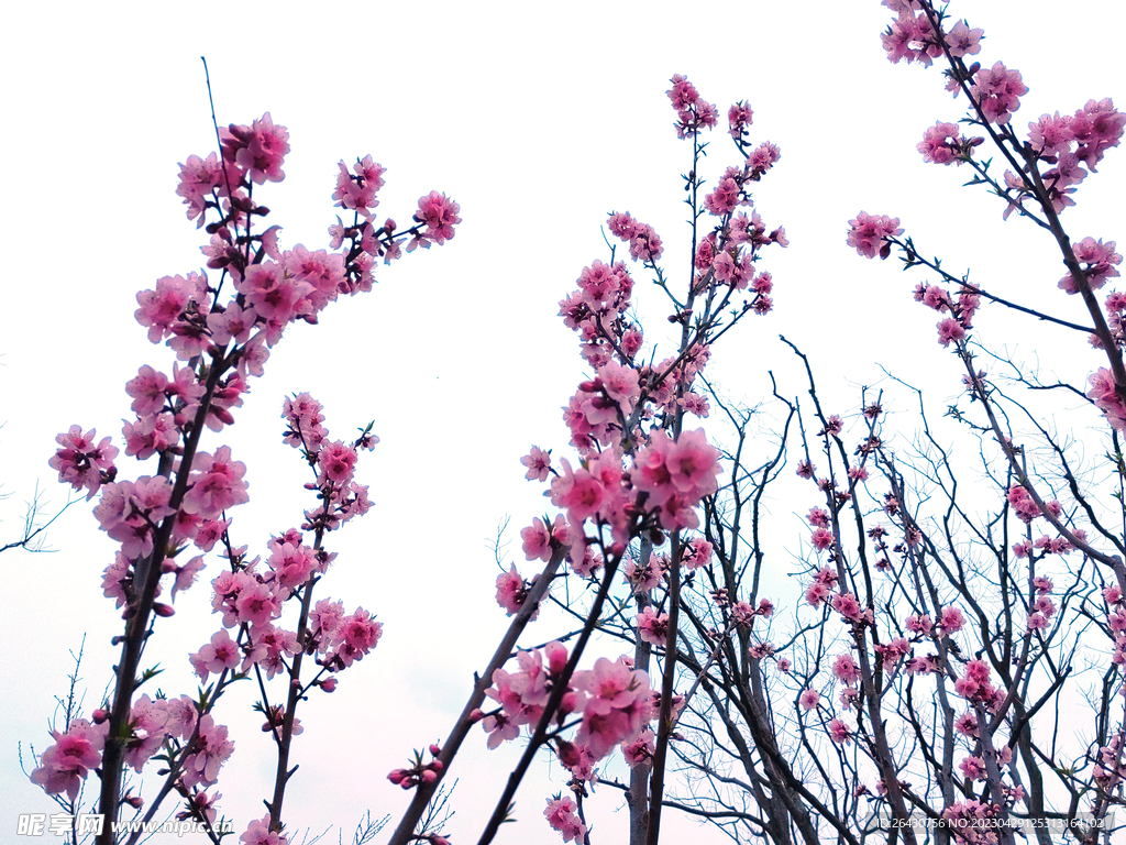 桃花开